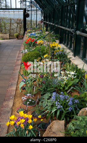 RHS Wisley Alpine House in voller Blüte im Frühjahr. RHS Wisley Gärten, Surrey, England Stockfoto