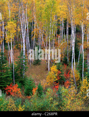 Einem Hügel weißer Birke Betula Papyrifera Wald im zeitigen Frühjahr