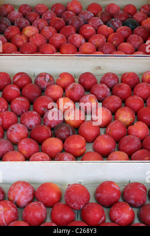 Roten Pflaumen auf einem Marktstand Stockfoto