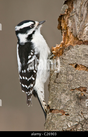 Dunenspecht Picoides Pubescens Weibchen nisten Hohlraum E USA Stockfoto