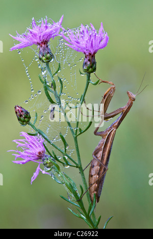 Chinesische Gottesanbeterin Tenodera Sinensis gehockt taufrischen entdeckt Flockenblume Centaurea Maculosa im Osten der USA Stockfoto