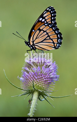 Viceroy Butterfly Limenitis archippus bestäubt und sammelt Nektar aus der Teaselblume Dipsacus Eastern USA, von Skip Moody/Dembinsky Photo Assoc Stockfoto