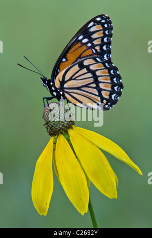 Viceroy-Schmetterling (Limenitis archippus), der sich von Blüten der Graukopfblüte (Ratibida pinnata) ernährt, E USA, von Skip Moody/Dembinsky Photo Assoc Stockfoto