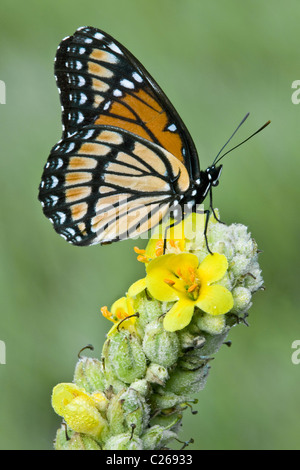 Viceroy Butterfly Limenitis archippus Sammeln von Nektar bestäubende Gemeine Mullein Verbascum thapsus Eastern USA von Skip Moody/Dembinsky Photo Assoc Stockfoto