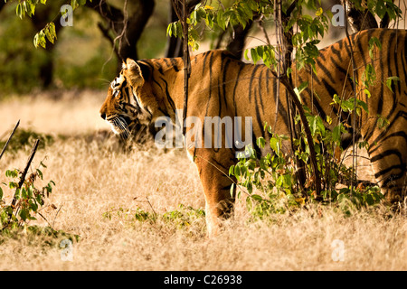 Umzug auf die trockene Gräser des trockenen laubwechselnden Wald von Ranthambore Tiger Tiger reservieren bei Sonnenaufgang Stockfoto