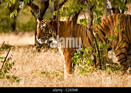 Umzug auf die trockene Gräser des trockenen laubwechselnden Wald von Ranthambore Tiger Tiger reservieren bei Sonnenaufgang Stockfoto