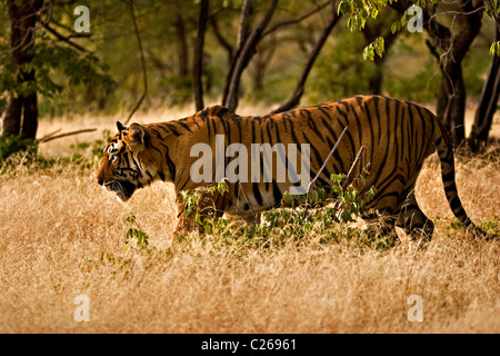 Umzug auf die trockene Gräser des trockenen laubwechselnden Wald von Ranthambore Tiger Tiger reservieren bei Sonnenaufgang Stockfoto