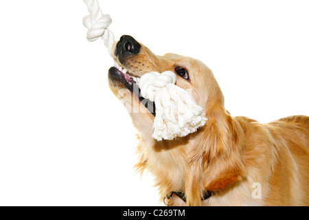 Spielerische golden Retriever Hund beißen Seil Spielzeug isoliert auf weißem Hintergrund Stockfoto
