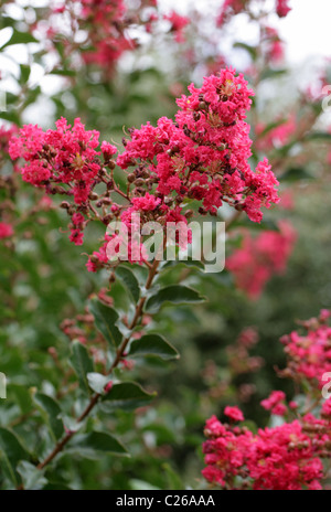 Trauerflormyrte, Crapemyrtle, Krepp-Myrte oder Crepeflower, Lagerstroemia Indica "Tuscarora", Lythraceae. Heimisch in China. Stockfoto