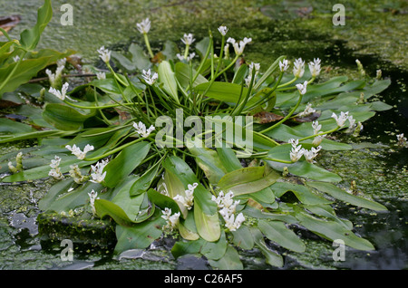 Cape Laichkräuter oder Wasser-Weißdorn, Aponogeton Distachyus, Aponogetonaceae, Südafrika. Stockfoto