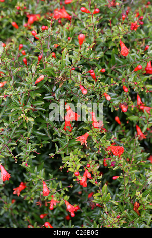 Granatapfel oder Granate Apple, Punica Granatum var. Nana, Lythraceae (Punicaceae), ursprünglich aus Südwestasien. Stockfoto