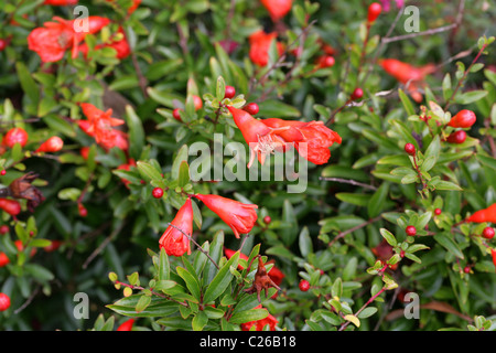 Granatapfel oder Granate Apple, Punica Granatum var. Nana, Lythraceae (Punicaceae), ursprünglich aus Südwestasien. Stockfoto