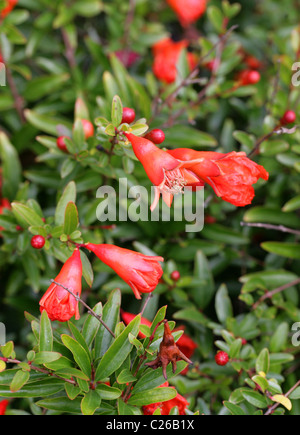 Granatapfel oder Granate Apple, Punica Granatum var. Nana, Lythraceae (Punicaceae), ursprünglich aus Südwestasien. Stockfoto