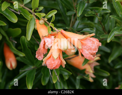 Granatapfel oder Granate Apple, Punica Granatum "Hazel Hyde", Lythraceae (Punicaceae), ursprünglich aus Südwestasien. Stockfoto