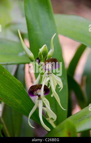 Mittelamerika, Belize. Belize nationaler Orchideen, "Black Orchid" Stockfoto