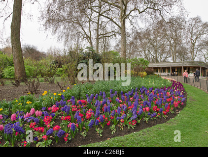 Hyazinthen und Primeln St James Park, Westminster London Uk Frühling Blumen und Sträucher Stockfoto