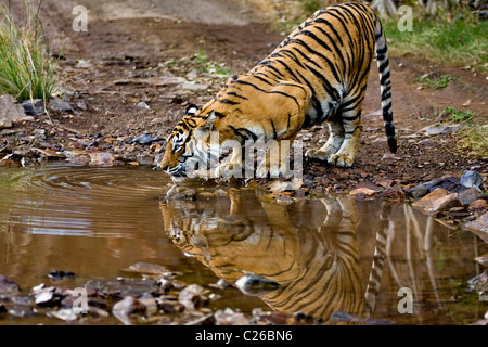 Trinken aus einem Wasserloch in Ranthambhore Tiger Stockfoto