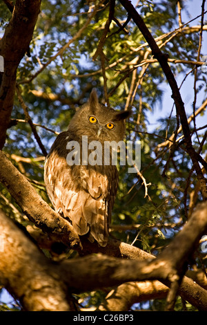 Altrosa-Uhu (Bubo Coromandus) sitzen auf einem Baum im Ranthambore Nationalpark in Indien Stockfoto