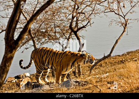 Tiger auf den trockenen Gräsern der trockenen laubwechselnden Wald von Ranthambore Tiger reserve Stockfoto