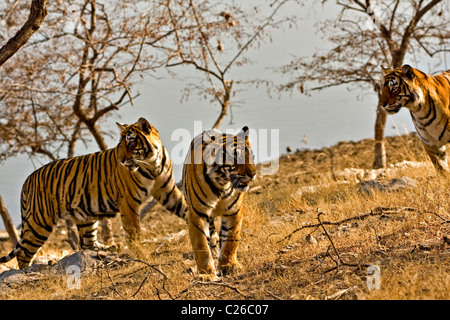 Drei Tiger auf die trockene Gräser des trockenen laubwechselnden Wald von Ranthambore Tigers reservieren Stockfoto