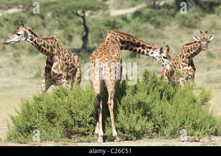 Stock Foto von drei Masai Giraffen Essen einen Strauch. Stockfoto