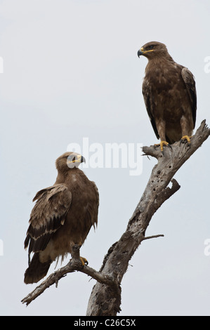 Stock Foto von zwei Steppe Adler sitzt auf einem abgestorbenen Baum. Stockfoto