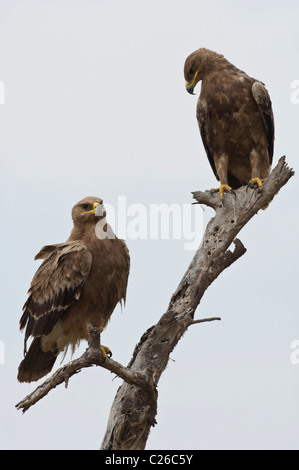 Stock Foto von zwei Steppe Adler sitzt auf einem abgestorbenen Baum. Stockfoto