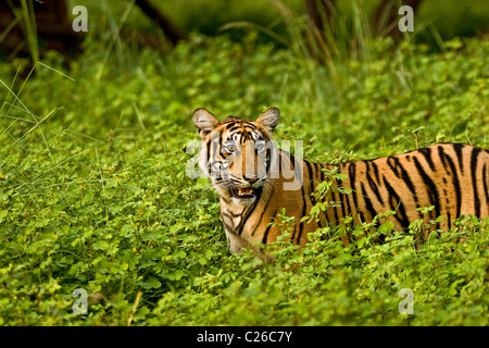 Tiger im grünen Büschen des Ranthambhore nach dem Monsunregen Stockfoto