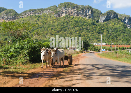 Vinales Tal, Ochsenkarren unterwegs, Provinz Pinar Del Rio, Kuba Stockfoto