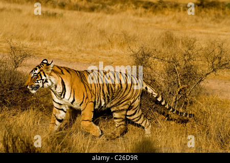 Umzug auf die trockene Gräser des trockenen laubwechselnden Wald von Ranthambore Tiger Tiger reservieren bei Sonnenaufgang Stockfoto