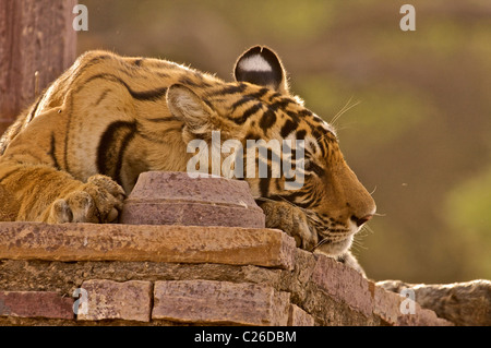 Tiger sitzend in einer Chattri oder einem Palast in Ranthambore Tiger reserve Stockfoto