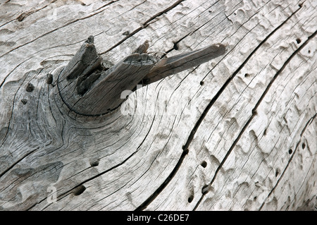 Eine Nahaufnahme eines Treibholz-Protokolls. Stockfoto