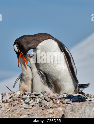 Gentoo Penguin (Pygoscelis Papua) Fütterung Küken im Nest, Videla chilenischen Base antarktische Halbinsel Stockfoto