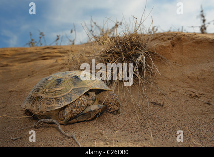 Die russische Schildkröte in Sandwüste. Stockfoto