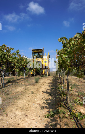 Mähdrescher auf einem Weingut in Raimat LLeida Spanien Stockfoto