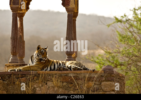 Tiger sitzend in einer Chattri oder einem Palast in Ranthambore Tiger reserve Stockfoto