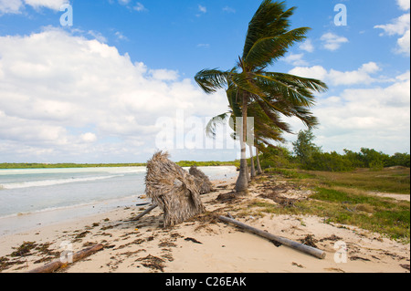 Cayo Las Brujas, Palmen, Santa Clara Provinz, Kuba Stockfoto