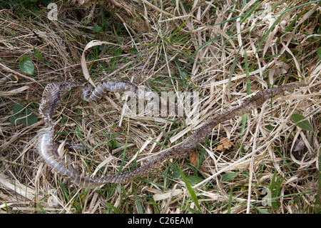 Abgestreiften Haut Addierer Stockfoto