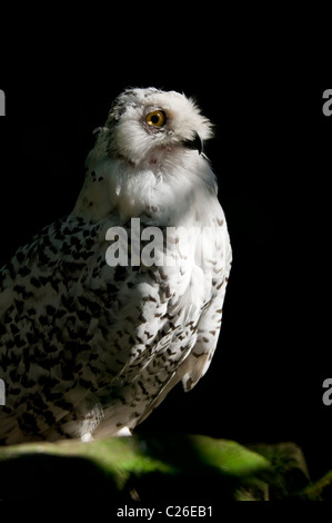 Erwachsene weibliche Schneeeule (Nyctea Scandiaca) Porträt-Herbst, Burgers Zoo - Niederlande, West-Europa, Europa Stockfoto