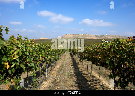 Mähdrescher auf einem Weingut in Raimat LLeida Spanien Stockfoto