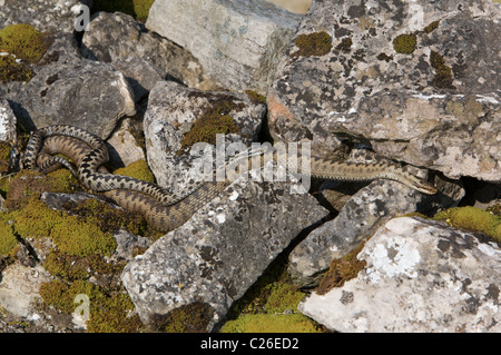 Kreuzottern Paarung auf eine Trockenmauer an Charterhouse (Mendip Hills) Stockfoto