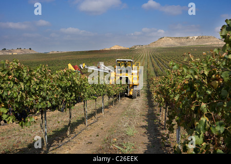 Mähdrescher auf einem Weingut in Raimat LLeida Spanien Stockfoto