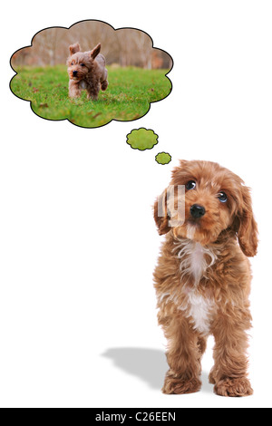 Foto eines Welpen Cockapoo seine Augen nach oben mit Bläschen dachte, als er träumt von einem auf einen Spaziergang draußen zu sein. Stockfoto