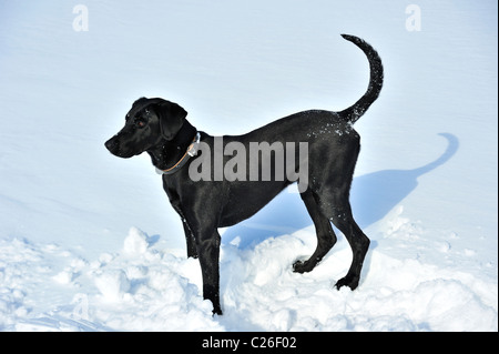 Ein ganz schwarzer Hund vor einem weißen Hintergrund der schneebedeckten. Platz für Text auf dem Schnee. Stockfoto