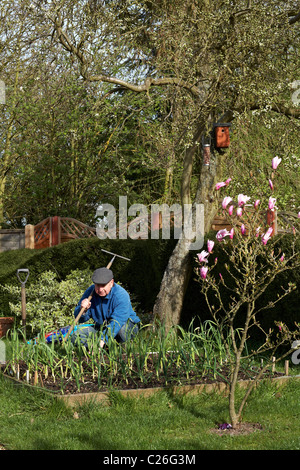 Männliche Gärtner 60-65 Jahre angehoben Bett Gemüsegarten Frühling Stockfoto