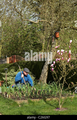 Männliche Gärtner 60-65 Jahre angehoben Bett Gemüsegarten Frühling Stockfoto