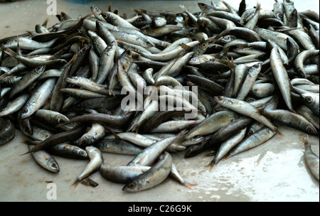 frischer Fisch zum Verkauf auf Paxos auf den griechischen Inseln Stockfoto