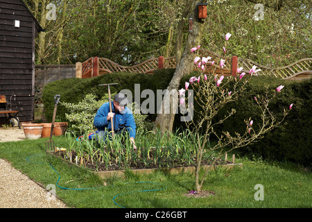 Männliche Gärtner 60-65 Jahre angehoben Bett Gemüsegarten Frühling Stockfoto