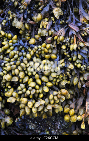 Eine Masse von Algen ausgesetzt bei Ebbe an der felsigen Küste in Cornwall UK Stockfoto