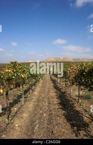 Mähdrescher auf einem Weingut in Raimat LLeida Spanien Stockfoto